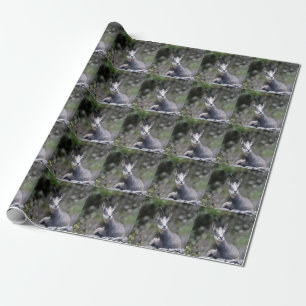Papier Cadeau Rupicapra rupicapra