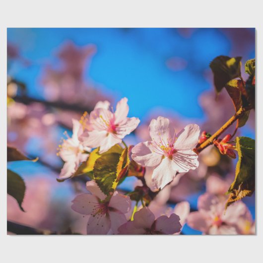 Papier Cadeau Sakura En Rose Et Bleu (Plat)