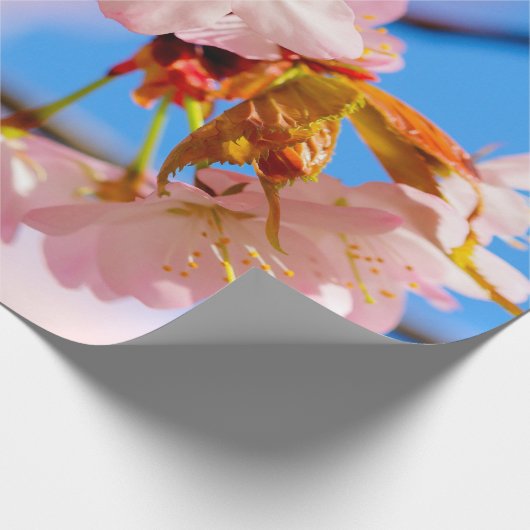Papier Cadeau Sakura Rose Fleurs Lors D'Une Chaleureuse Journée  (Coin)