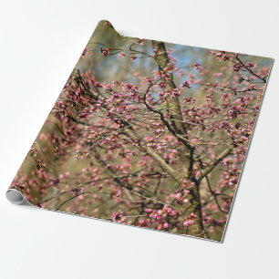 Papier Cadeau Sakura Tree Est Prêt À S'Éflorir Au Printemps