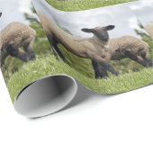 Papier Cadeau sheep (Coin rond)