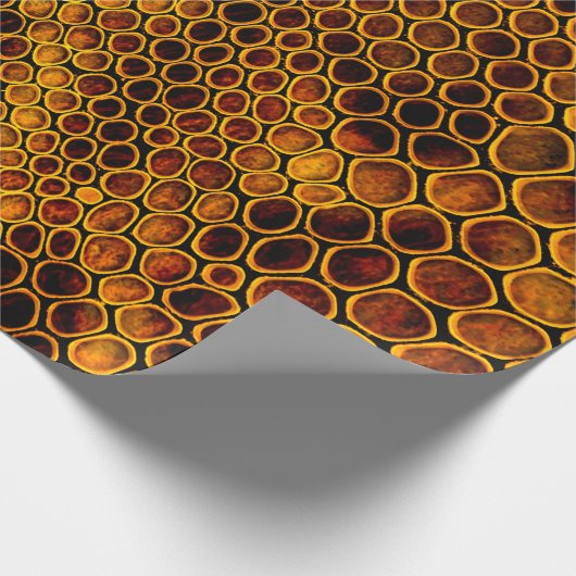 Papier Cadeau Snake skin background (Coin)