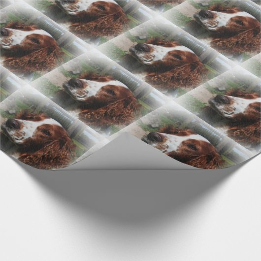 Papier Cadeau Springer Spaniel Chien Art (Coin)