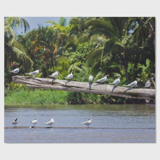 Papier Cadeau sternes royales, estuaire du fleuve Tortuguero - C (Plat)