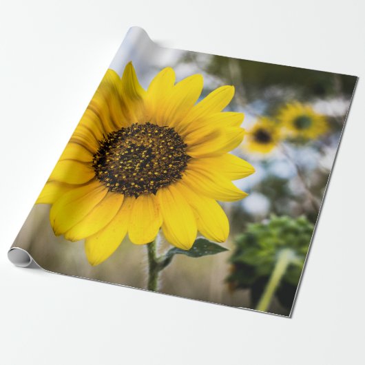 Papier Cadeau Stupéfaction ensoleillée (Déroulé)