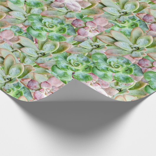 Papier Cadeau Succulent coloré (Coin)