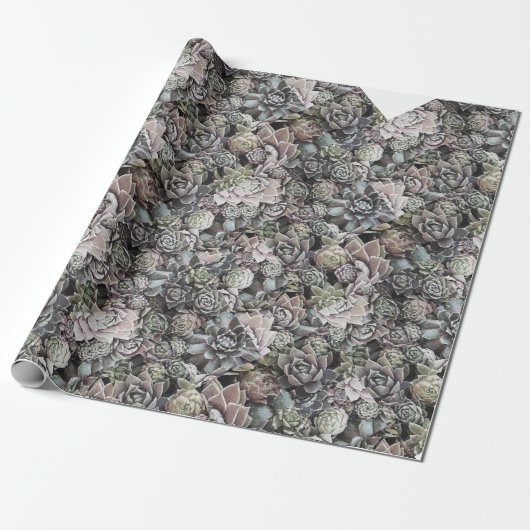 Papier Cadeau Suculent Sempervivums (Déroulé)