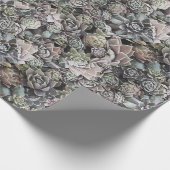 Papier Cadeau Suculent Sempervivums (Coin)