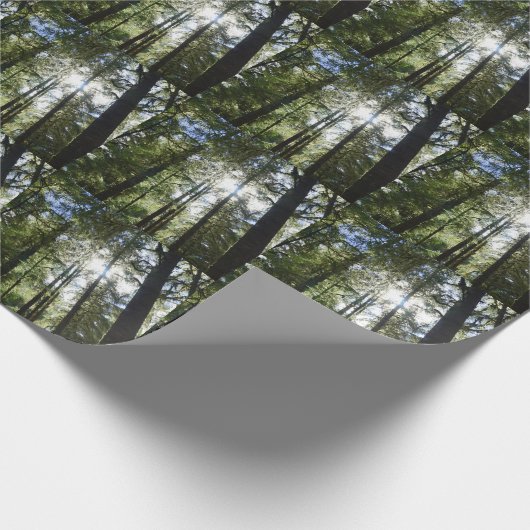 Papier Cadeau Sunlight Through Pine Trees (Coin)