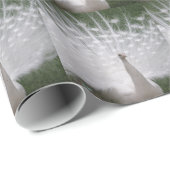 Papier Cadeau Superbe blanc Peacock ( Paon) plein plume (Coin rond)