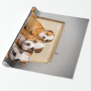 Papier Cadeau Superbes chiots Bulldog   AMOUREUX DES CHIENS