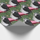 Papier Cadeau Terrier de Boston (Coin)