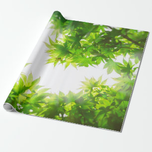Papier Cadeau Texture de la brindille de l'érable