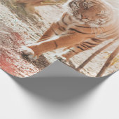 PAPIER CADEAU TIGER BROWN DANS LE GESTE DE MARCHE (Coin)