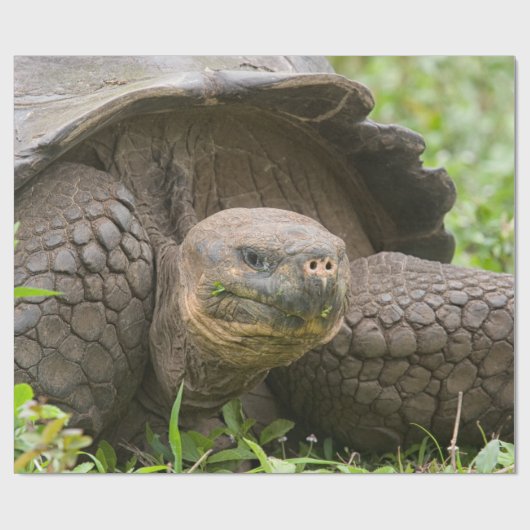 Papier Cadeau Tortue géante (Plat)