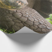 Papier Cadeau Tortue géante (Coin)