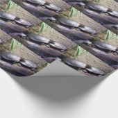 Papier Cadeau Tortues (Coin)