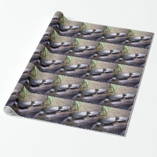 Papier Cadeau Tortues