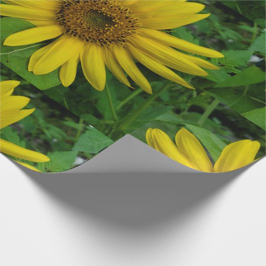 Papier Cadeau Tournesol (Coin)