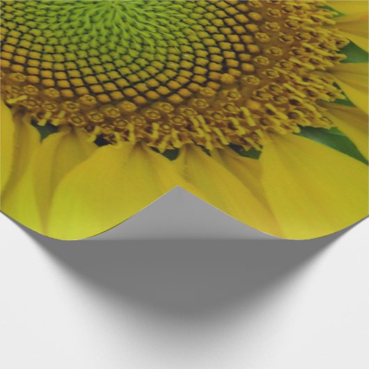Papier Cadeau Tournesol et graines, Spirale, Ratio doré (Coin)