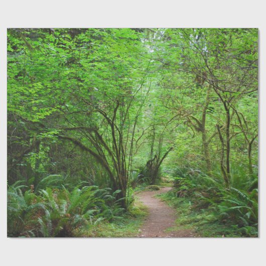 Papier Cadeau Traînée dans la forêt de séquoia (Plat)