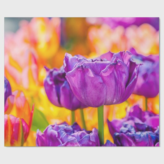 Papier Cadeau Tulipes Enchantant violet (Plat)