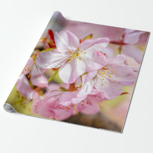 Papier Cadeau Un Magnifique Ensemble De Fleurs De Sakura Rose