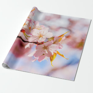 Papier Cadeau Une Belle Bouche De Fleurs Sakura Sur Fond Rose