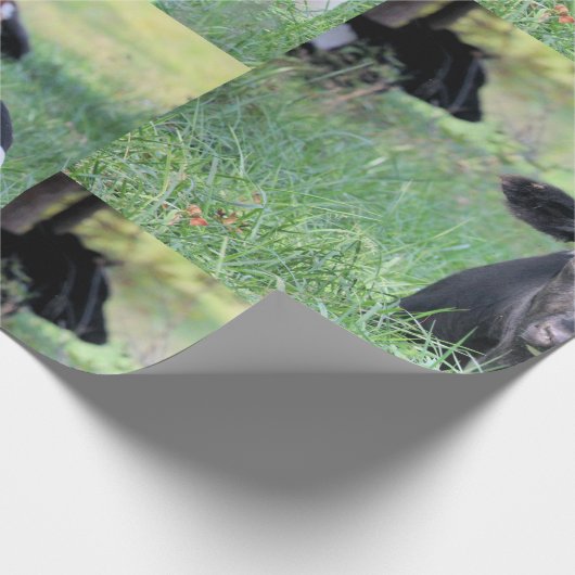 Papier Cadeau Vache (Coin)