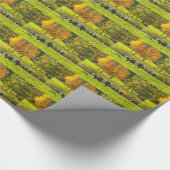 Papier Cadeau Vaches ceinturées à Galloway à la ferme de (Coin)