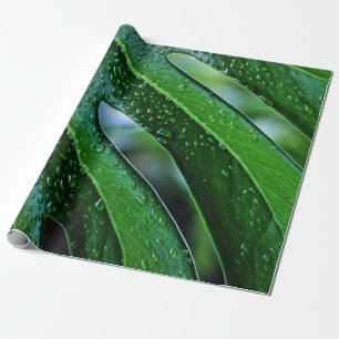 Papier Cadeau Vert feuille plante Monstera