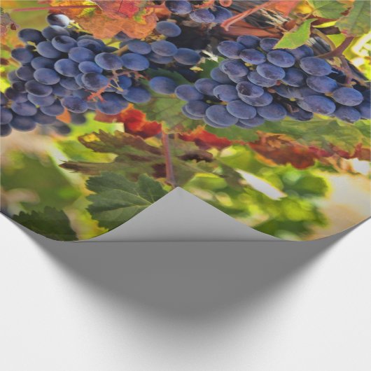 Papier Cadeau Vignoble (Coin)