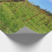 Papier Cadeau Vignoble toscan (Coin)
