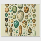 Papier Cadeau Vintage Bird Eggs French Fish Egg (Plat)