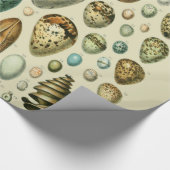 Papier Cadeau Vintage Bird Eggs French Fish Egg (Coin)