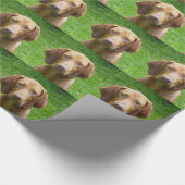 Papier Cadeau vizsla (Coin)