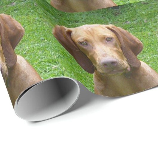 Papier Cadeau vizsla (Coin rond)