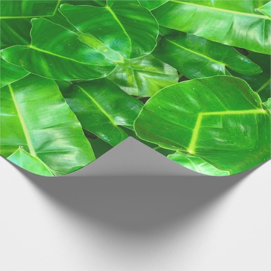 Papier Cadeau Volage vert tropical (Coin)