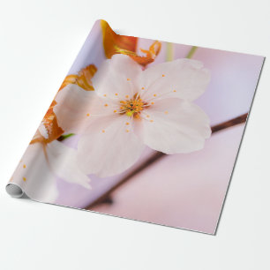 Papier Cadeau Vue Frontale De La Fleur Sakura Au Printemps