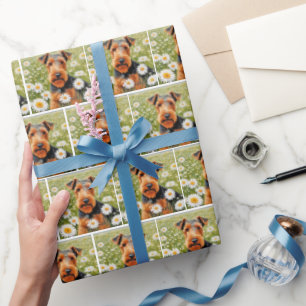 Papier Cadeau Welsh Terrier Dans Le Champ De Daisy
