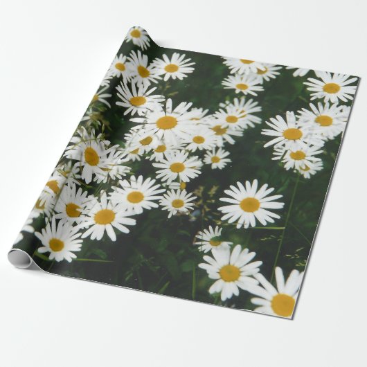 Papier Cadeau White Oxeye Daisy Meadow (Déroulé)