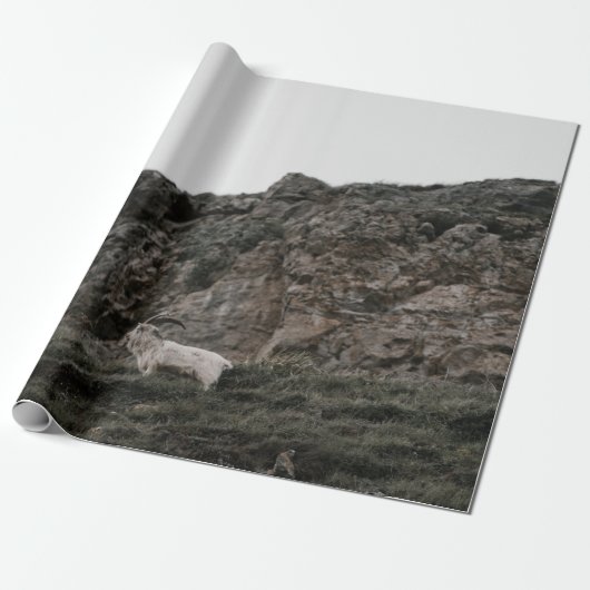 PAPIER CADEAU WILD CHAT (Déroulé)