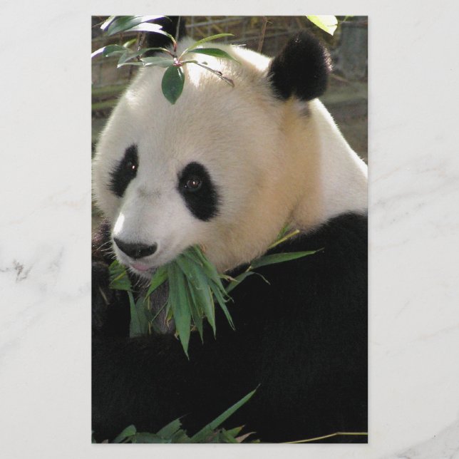Papier Câlins de Panda (Devant)