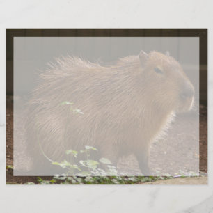 Papier Capybara