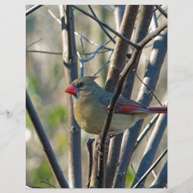 Papier Cardinal féminin (Devant)