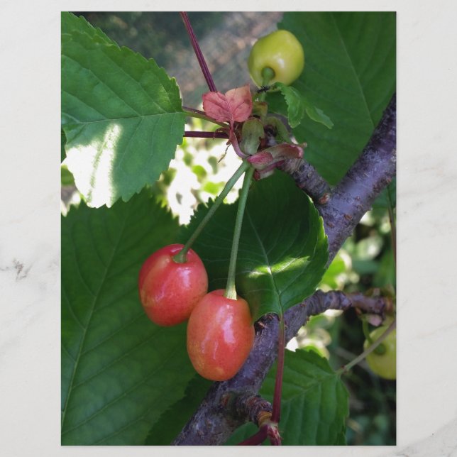 Papier Cerises en rouge (Devant)