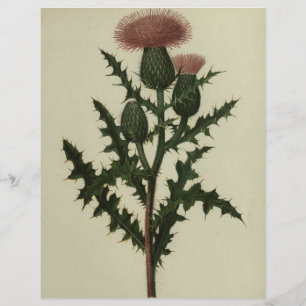 Papier Chardon des fleurs et des fougères d'Amérique papi