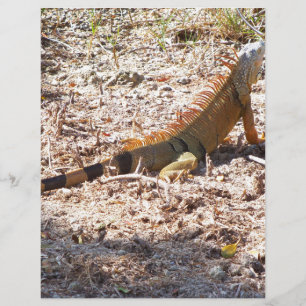 Papier Chasse de l'Iguane orange