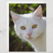 Papier Chat blanc aux yeux jaunes (Devant / Derrière)