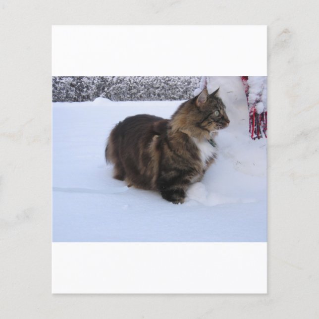 Papier chat des forêts norvégiennes dans la neige (Devant)